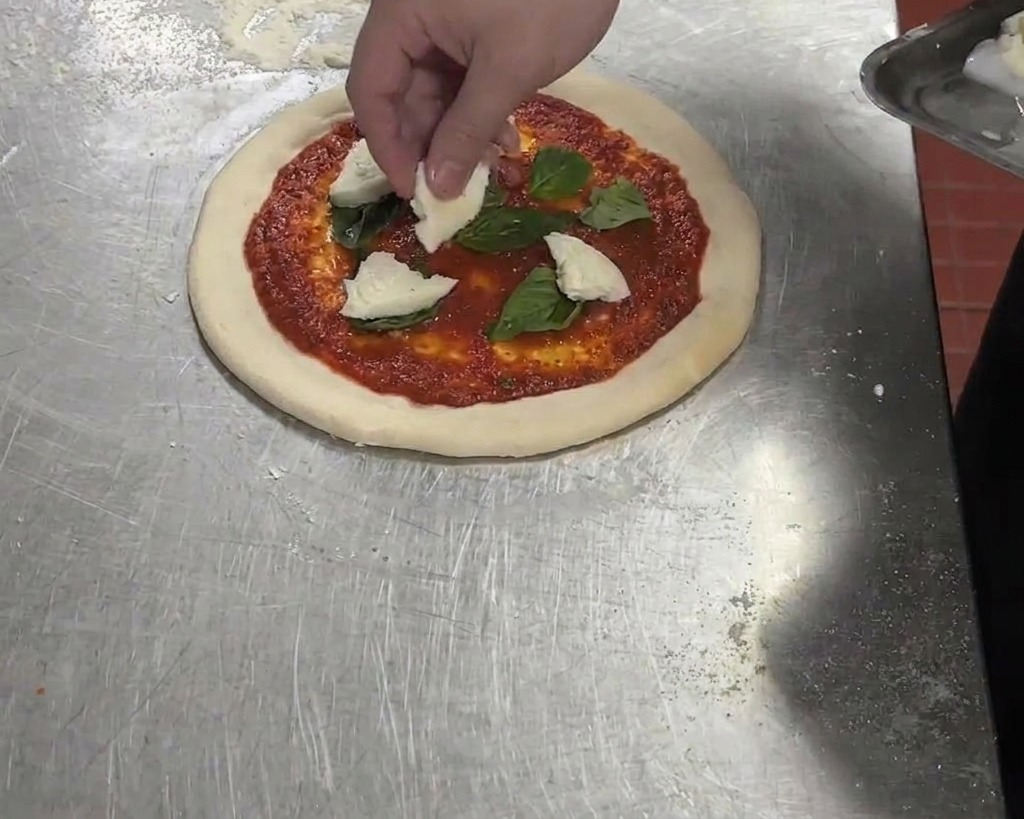 Torn pieces of fresh white buffalo mozzarella being added to a pizza already topped with tomato sauce and basil leaves.