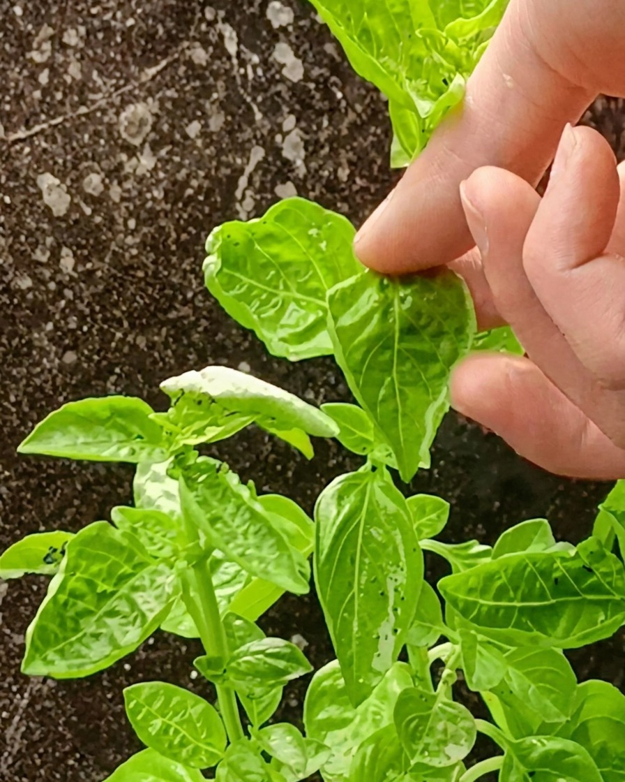 A smooth, vibrant green basil and avocado sauce prepared in a blender.