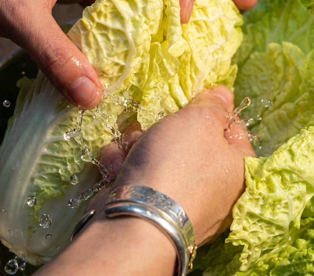 Hands rubbing salt between the layers of raw napa cabbage leaves.