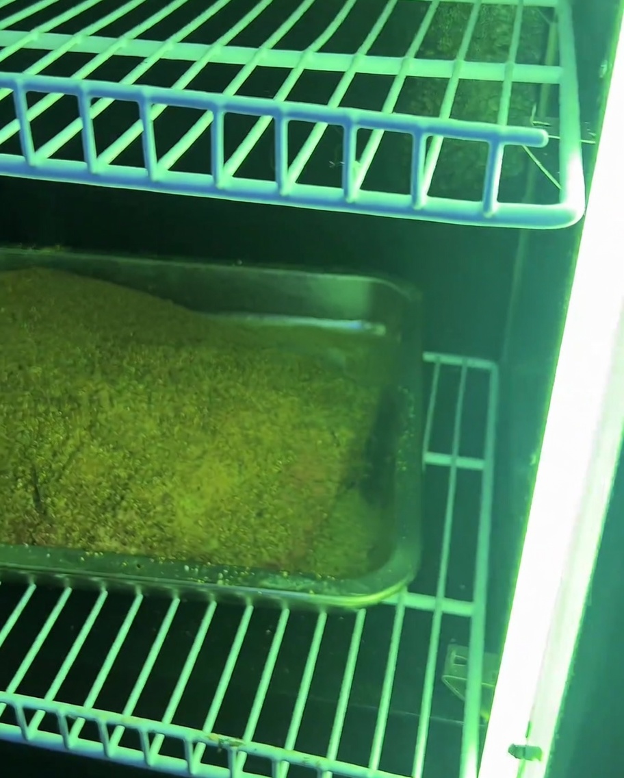 The seasoned brisket resting on the grates of a smoker, ready for the slow-roasting process.