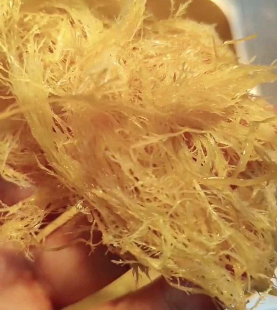 A hand holding a bunch of rehydrated, stringy agar-agar strands.