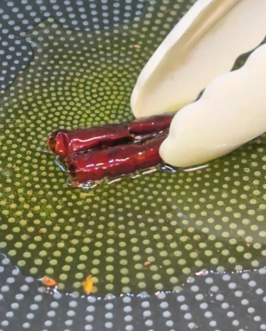 Dried chili peppers being carefully lifted out of hot oil in a frying pan using kitchen tongs.