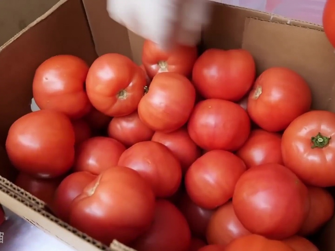 Fresh tomatoes being fed through a commercial slicing machine.
