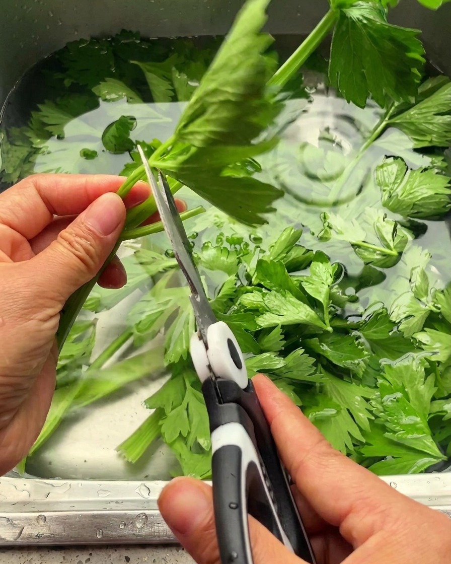 Hands using white and black kitchen shears to cut bright green celery leaves off their stalks over a metal sink.