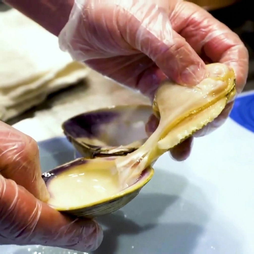 Gloved hands separating the cooked clam meat and pulling away the dark internal organs.