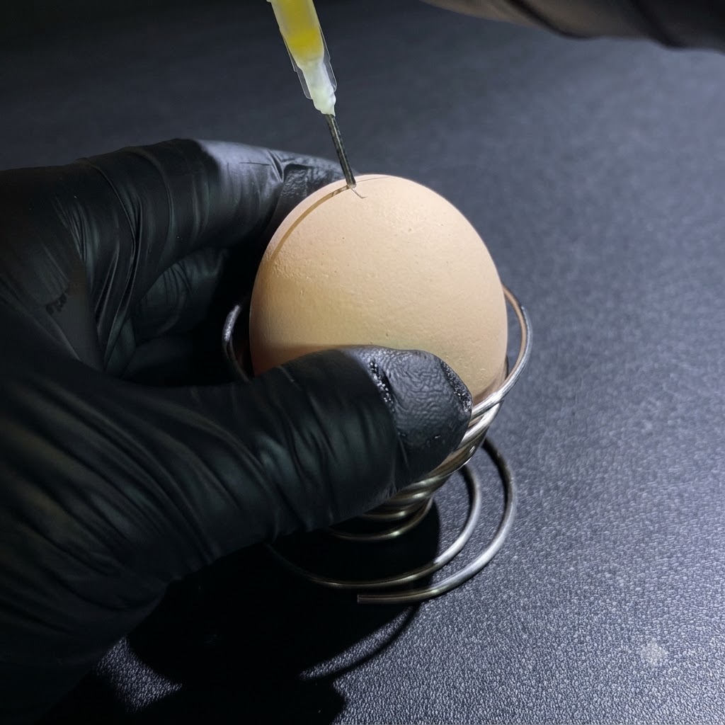 A person wearing black gloves using a syringe to draw out raw egg liquid from a small hole in the top of an egg.